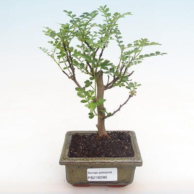 Pokojová bonsai - Zantoxylum piperitum - pepřovník PB2192085 - 1