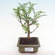 Pokojová bonsai - Zantoxylum piperitum - pepřovník PB2192085 - 1/5