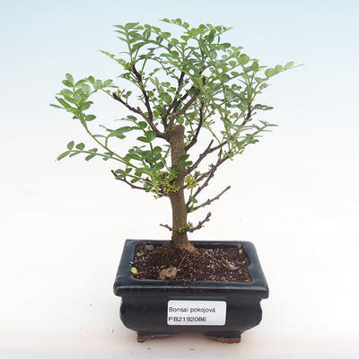 Pokojová bonsai - Zantoxylum piperitum - pepřovník PB2192086 - 1