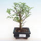 Pokojová bonsai - Zantoxylum piperitum - pepřovník PB2192086 - 1/5