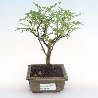 Pokojová bonsai - Zantoxylum piperitum - pepřovník PB2192087 - 1