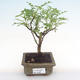 Pokojová bonsai - Zantoxylum piperitum - pepřovník PB2192087 - 1/5