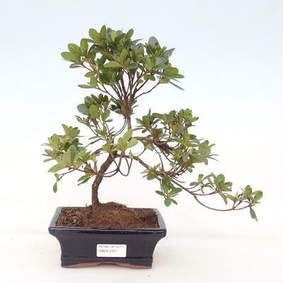 Venkovní bonsai - Japonská azalka - Azalea Japonica - 1
