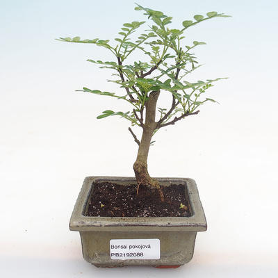 Pokojová bonsai - Zantoxylum piperitum - pepřovník PB2192088 - 1