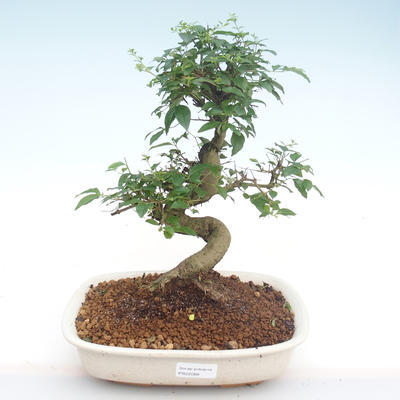 Pokojová bonsai -Ligustrum chinensis - Ptačí zob PB22088 - 1