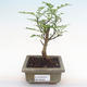 Pokojová bonsai - Zantoxylum piperitum - pepřovník PB2192088 - 1/5