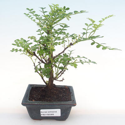 Pokojová bonsai - Zantoxylum piperitum - pepřovník PB2192089 - 1
