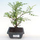 Pokojová bonsai - Zantoxylum piperitum - pepřovník PB2192089 - 1/5