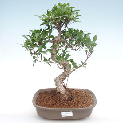 Pokojová bonsai - Ficus retusa -  malolistý fíkus PB22090 - 1