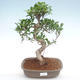 Pokojová bonsai - Ficus retusa -  malolistý fíkus PB22090 - 1/2
