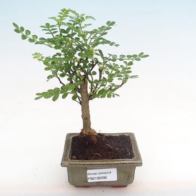 Pokojová bonsai - Zantoxylum piperitum - pepřovník PB2192092 - 1