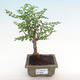 Pokojová bonsai - Zantoxylum piperitum - pepřovník PB2192092 - 1/5