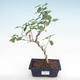 Pokojová bonsai - malokvětý ibišek PB22094 - 1/2