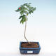Pokojová bonsai - malokvětý ibišek PB22095 - 1/2