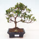 Venkovní bonsai - Japonská azalka - Azalea Japonica - 1/3