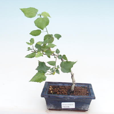 Pokojová bonsai - malokvětý ibišek PB22096 - 1