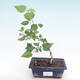 Pokojová bonsai - malokvětý ibišek PB22096 - 1/2