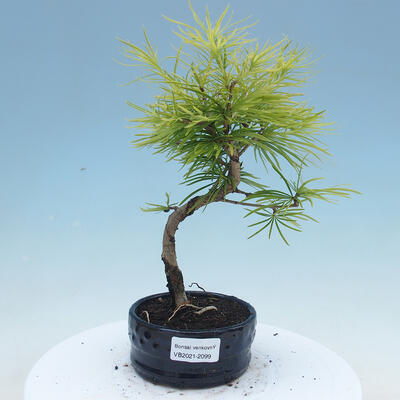 Venkovní bonsai -Pseudolarix amabis-Pamodřín - 1