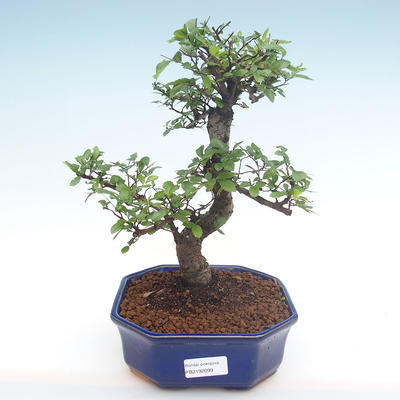 Pokojová bonsai - Ulmus parvifolia - Malolistý jilm PB2192099 - 1