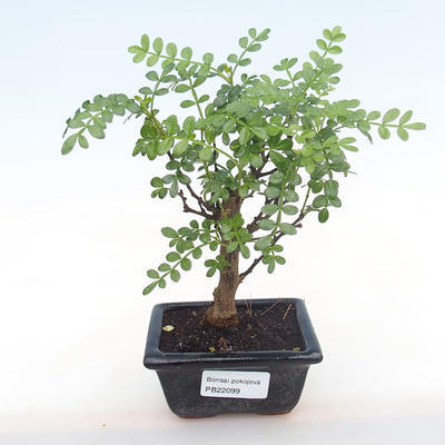 Pokojová bonsai - Zantoxylum piperitum - pepřovník PB220099 - 1