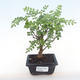 Pokojová bonsai - Zantoxylum piperitum - pepřovník PB220099 - 1/5