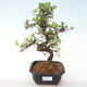 Pokojová bonsai - Ulmus parvifolia - Malolistý jilm PB2192011 - 1/3
