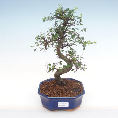 Pokojová bonsai - Ulmus parvifolia - Malolistý jilm PB2192101 - 1