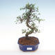 Pokojová bonsai - Ulmus parvifolia - Malolistý jilm PB2192101 - 1/3