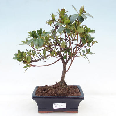 Venkovní bonsai - Japonská azalka - Azalea Japonica - 1
