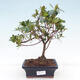 Venkovní bonsai - Japonská azalka - Azalea Japonica - 1/3