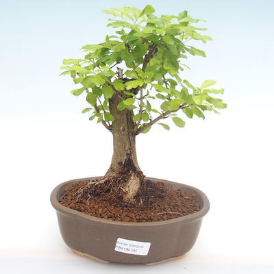 Pokojová bonsai - Duranta erecta Aurea PB2192104 - 1
