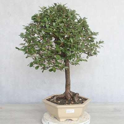 Pokojová bonsai -Eleagnus - Hlošina - 1