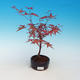 Venkovní bonsai - Javor palmatum DESHOJO - Javor dlanitolistý - 1/3