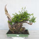 Pokojová bonsai - Sagerécie thea - Sagerécie thea - 1/7