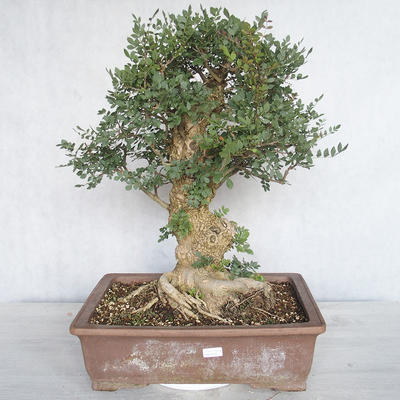 Pokojová bonsai - Fraxinus angustifolia - pokojový Jasan - 1