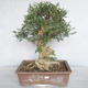 Pokojová bonsai - Fraxinus angustifolia - pokojový Jasan - 1/4