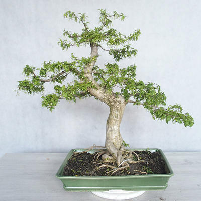 Pokojová bonsai - Vodní jasmín  - Wrightia religiosa - 1