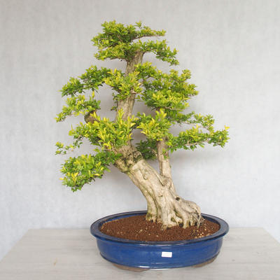 Pokojová bonsai - Duranta erecta aurea - 1