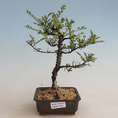 Venkovní bonsai - Ulmus parvifolia SAIGEN - Malolistý jilm - 1