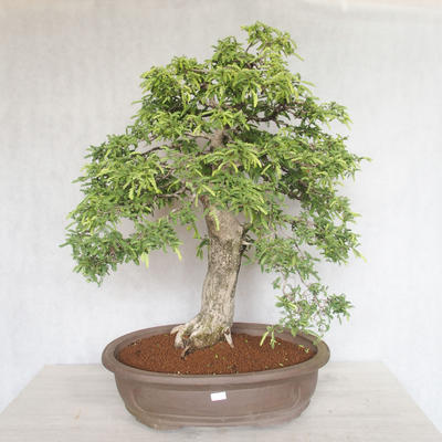 Pokojová bonsai - Vachellia leucophloea - Akacia - 1