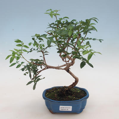 Pokojová bonsai-Pistácie - 1
