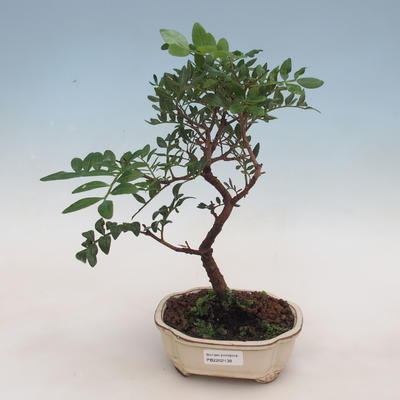 Pokojová bonsai-Pistácie - 1