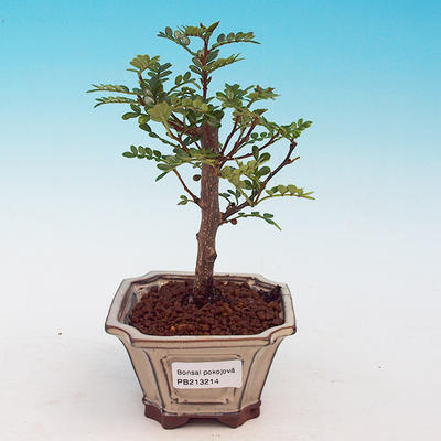 Pokojová bonsai -Pepřovník PB213214 - 1