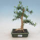 Pokojová bonsai - Buxus harlandii -korkový buxus - 1/5