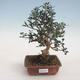 Pokojová bonsai - Olea europaea sylvestris -Oliva evropská drobnolistá - 1/5