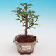Pokojová bonsai -Pepřovník PB213214 - 1/4