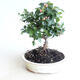 Venkovní bonsai-Cotoneaster horizontalis-Skalník - 1/2