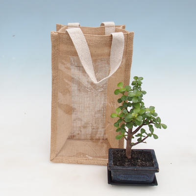 Pokojová bonsai v dárkové tašce - JUTA, Portulakaria Afra - Tlustice