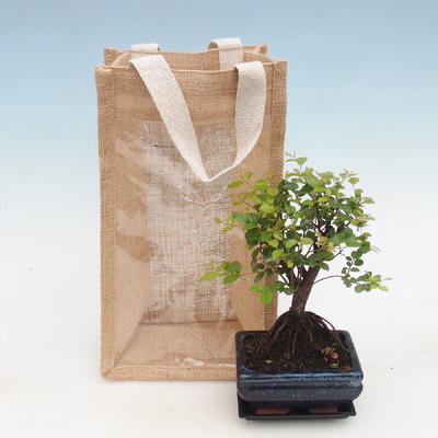 Pokojová bonsai v dárkové tašce - JUTA, Sagerecie čajová - Sageretia thea