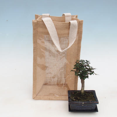 Izbová bonsai v darčekovej taške - JUTA, Ulmus parvifolia-izbový brest